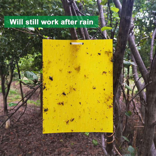 80 Sheets Yellow Sticky Traps, Fruit Fly Traps, for Indoor and OutdoorThis 80-sheet Yellow Sticky Trap set provides dual-sided strong glue to efficiently capture fruit flies, gnats, leaf miners, fungus flies, thrips, midges, and mosquioutdoorTOPDEALTOPDEAL80 Sheets Yellow Sticky Traps, Fruit Fly Traps,80 Sheets Yellow Sticky Traps, Fruit Fly Traps, for Indoor and Outdoor