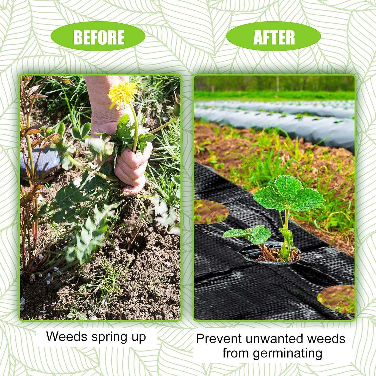 5 Pack Weed Barrier Landscape Fabric with 3'' Planting Holes 3.3 ft x Reliable Material: The heavy-duty landscape fabric is made of polyethylene material, sturdy and safe, reliable and reusable, UV protection and corrosion resistant,outdoorTOPDEALTOPDEAL8 ft Garden Weed Barrier Fabric Heavy Duty Weed Barrier Landscape Fabric