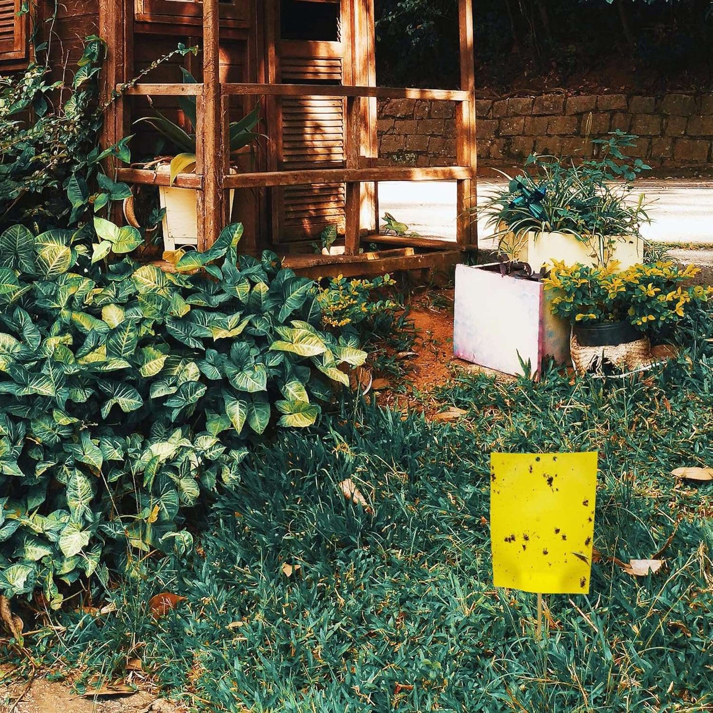80 Sheets Yellow Sticky Traps, Fruit Fly Traps, for Indoor and OutdoorThis 80-sheet Yellow Sticky Trap set provides dual-sided strong glue to efficiently capture fruit flies, gnats, leaf miners, fungus flies, thrips, midges, and mosquioutdoorTOPDEALTOPDEAL80 Sheets Yellow Sticky Traps, Fruit Fly Traps,80 Sheets Yellow Sticky Traps, Fruit Fly Traps, for Indoor and Outdoor